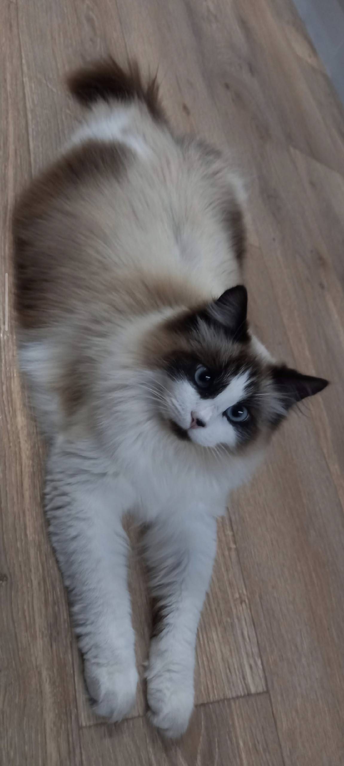 Пропал кот, крупный, пушистый....