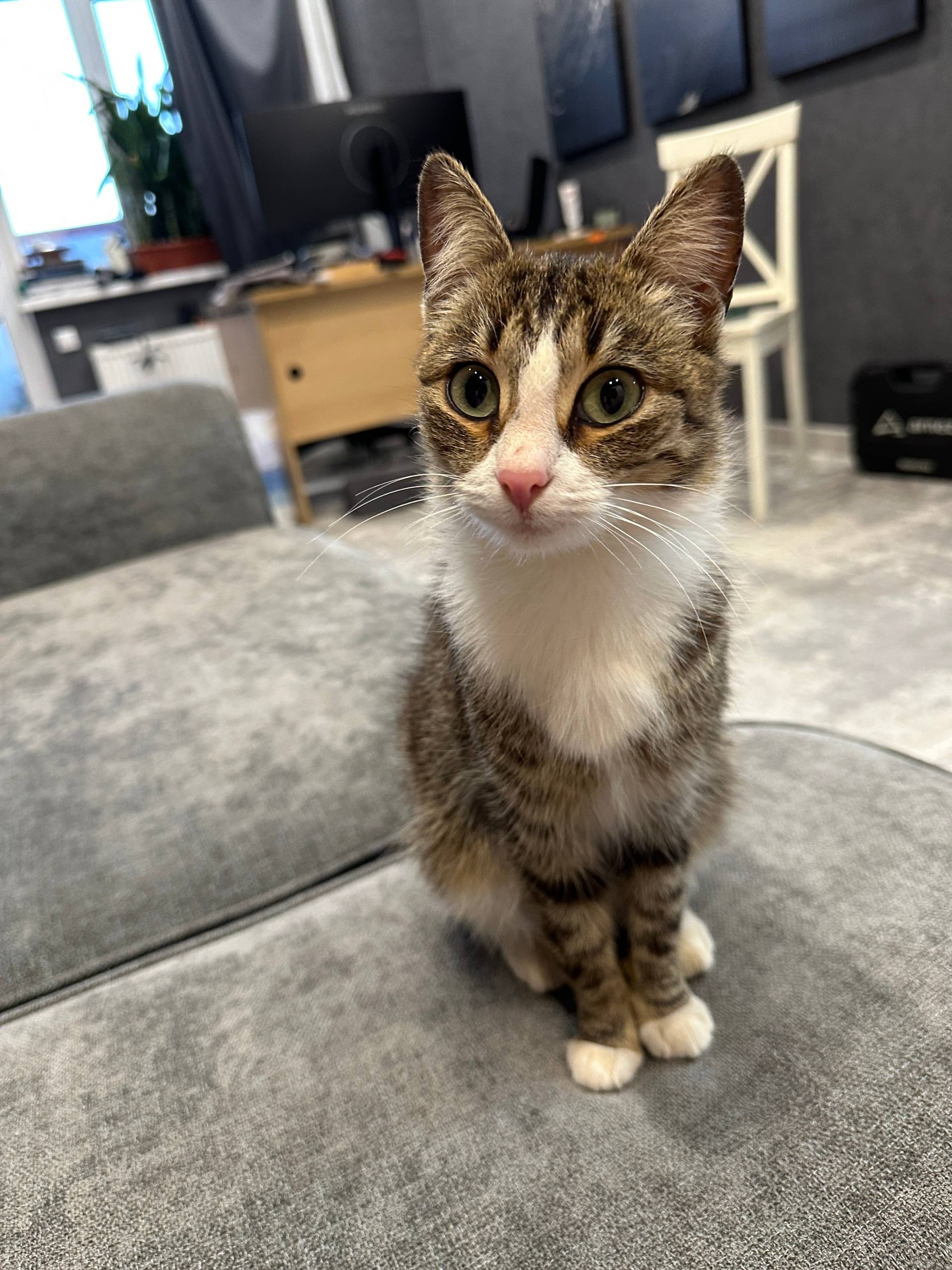 Очень милая и ласковая кошечка...