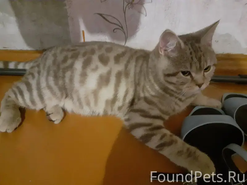 Срочно.Тохтуево Найден породис...