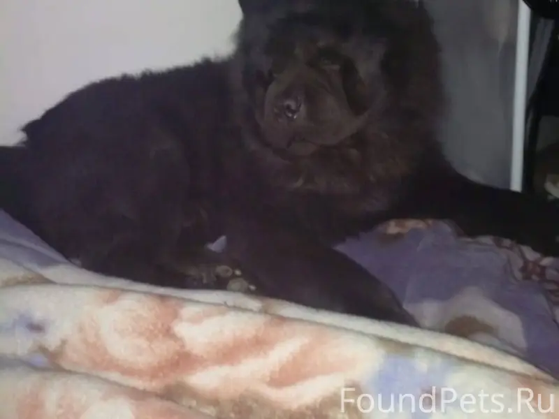 Пропала собака Чау Чау. Если в...