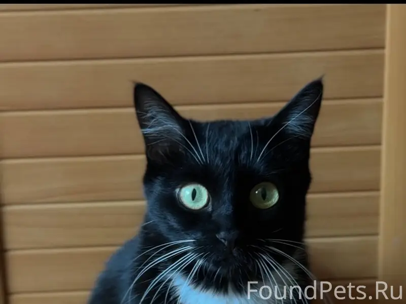 Пропала кошка, по адресу Баума...