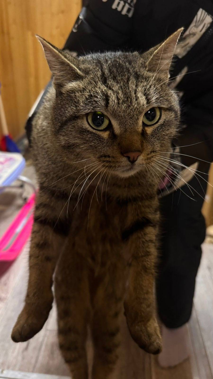 НАЙДЕН КОТ! Сейчас находится :...