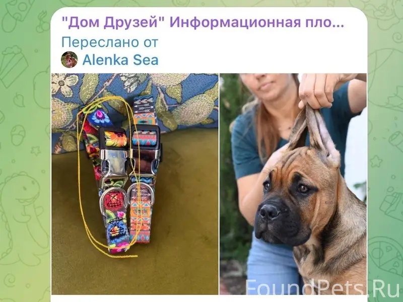 Пропала собака,если обладаете ...