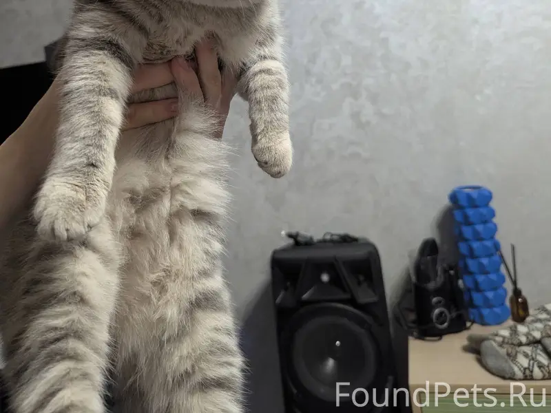 Найден кот (на вид домашний/ н...