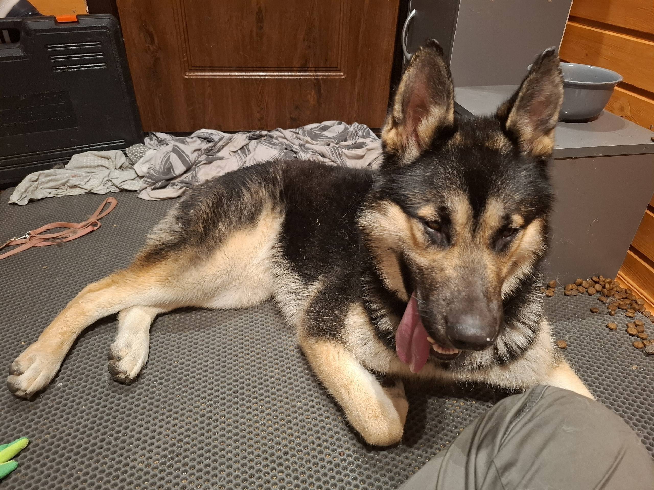 Найдена собака. Молодая овчарк...