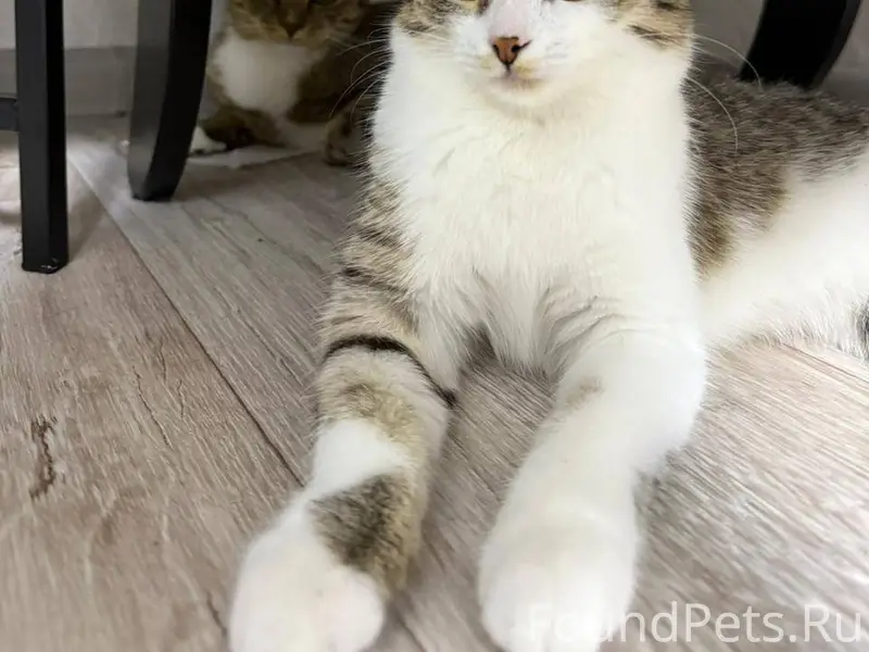 Пропала кошка, 1 год. Последни...