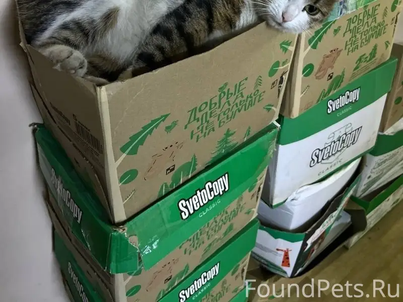 Помогите пожалуйста кошке верн...