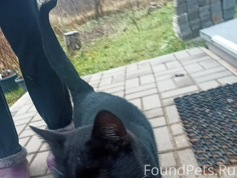 Найден кот(предположительно ко...