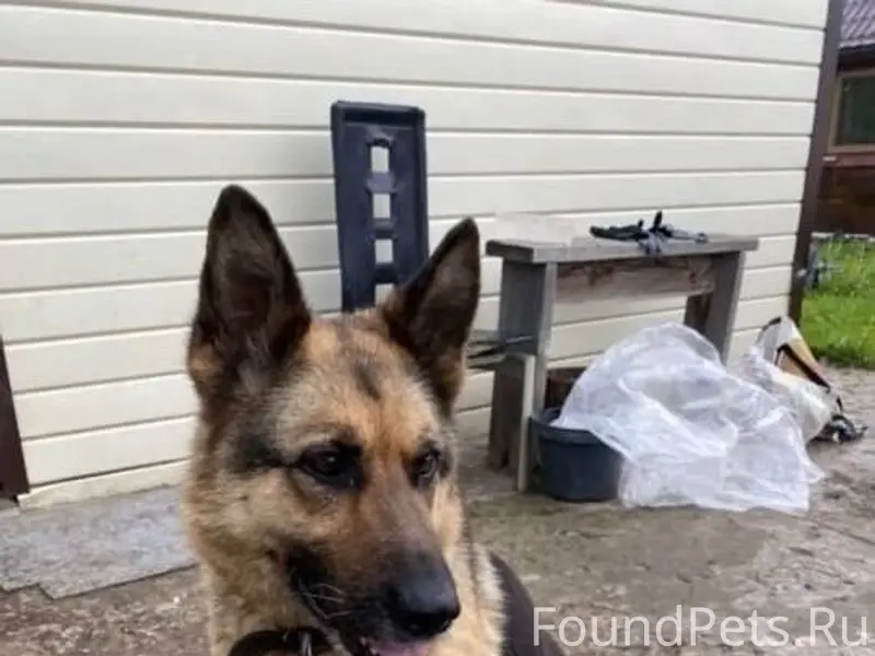 🆘 ПРОПАЛА СОБАКА! 🆘 ⠀ В...