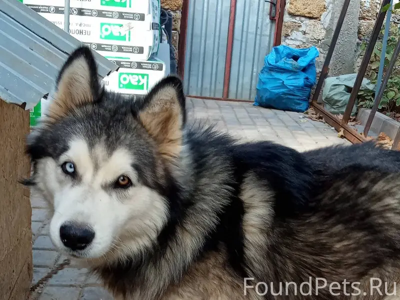 Потерялся пёс, вчера утром убе...