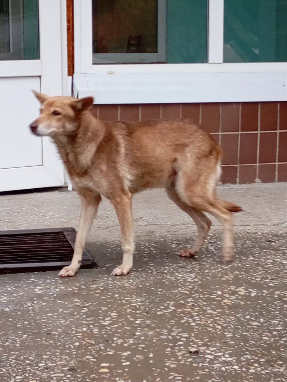 Найдена собака около бывшей АТ...