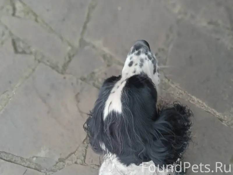 Потерялась собака породы русск...