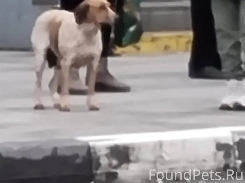 На остановке дворец автомобиле...