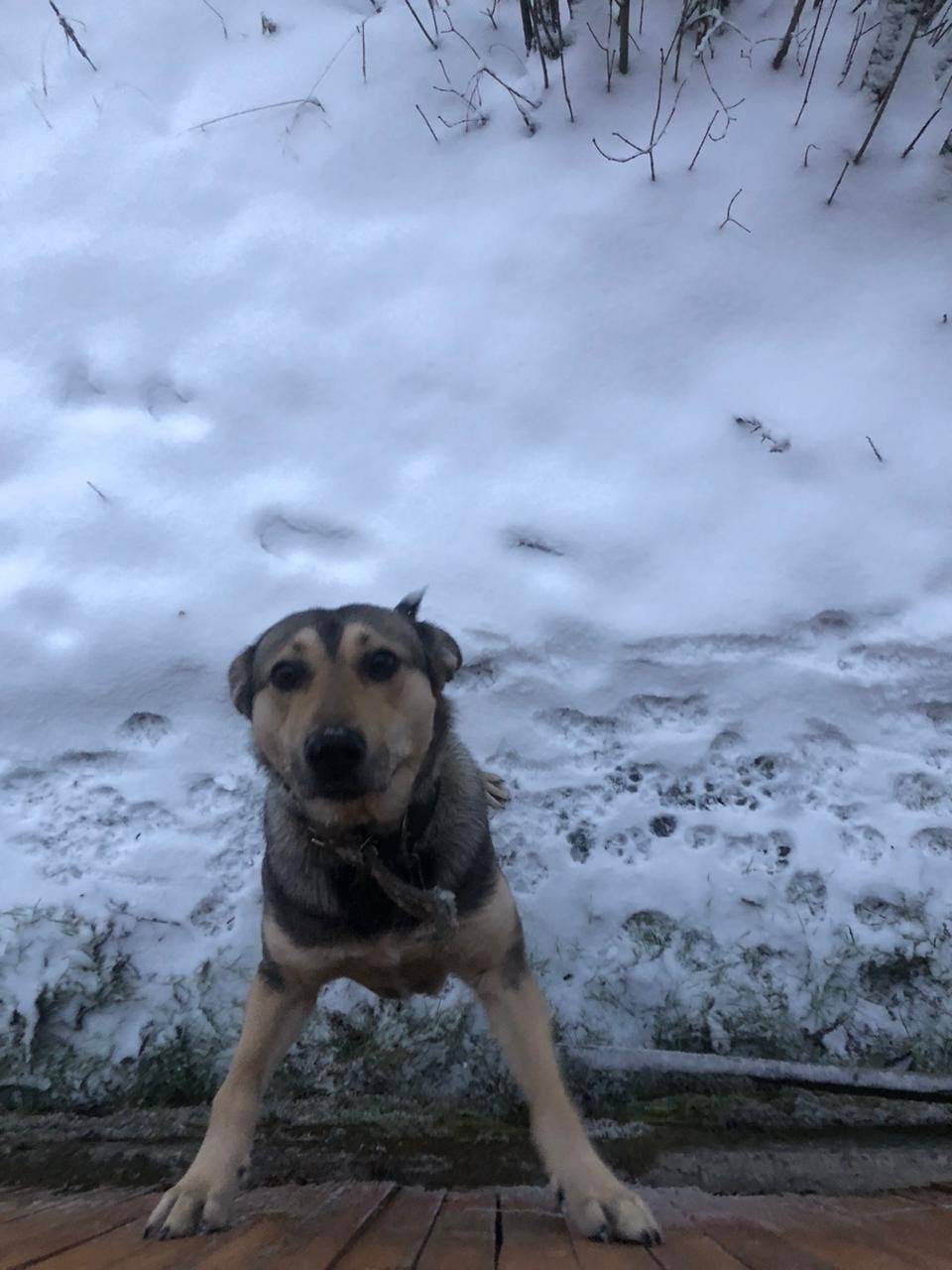 Добрый день! В Костюшино бегае...