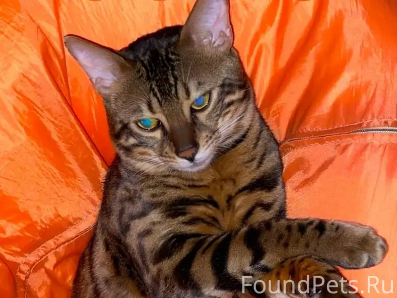 ‼️ПРОПАЛ КОТ‼️ Зовут Леопольд,...