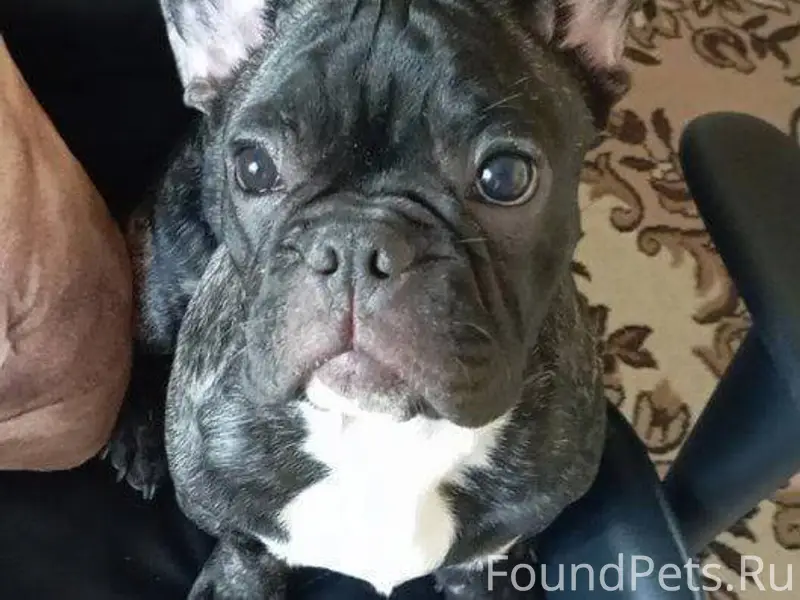 Пропала собака! Город Кисловод...