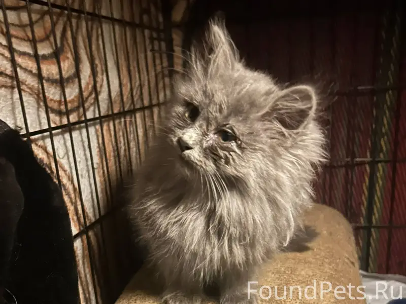 Найден на улице котенок. Девоч...
