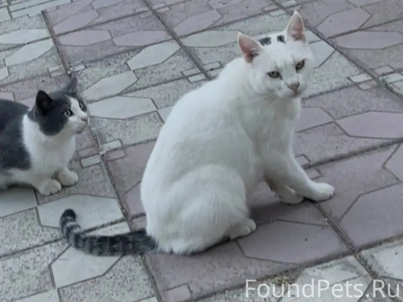 Внимание!!! Помогите найти кот...