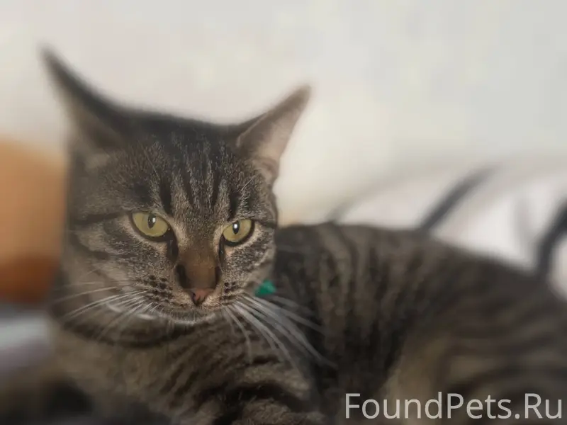 Здравствуйте, пропал кот . На ...