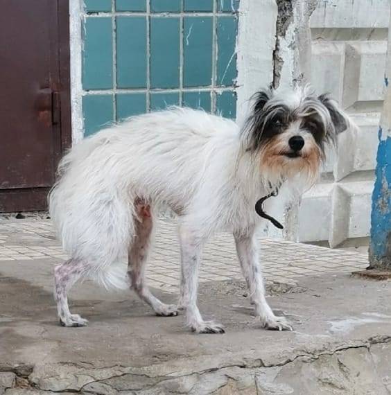 Пропала собака Кто его видел п...