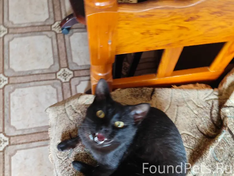 Пропал кот по кличке "Край". У...