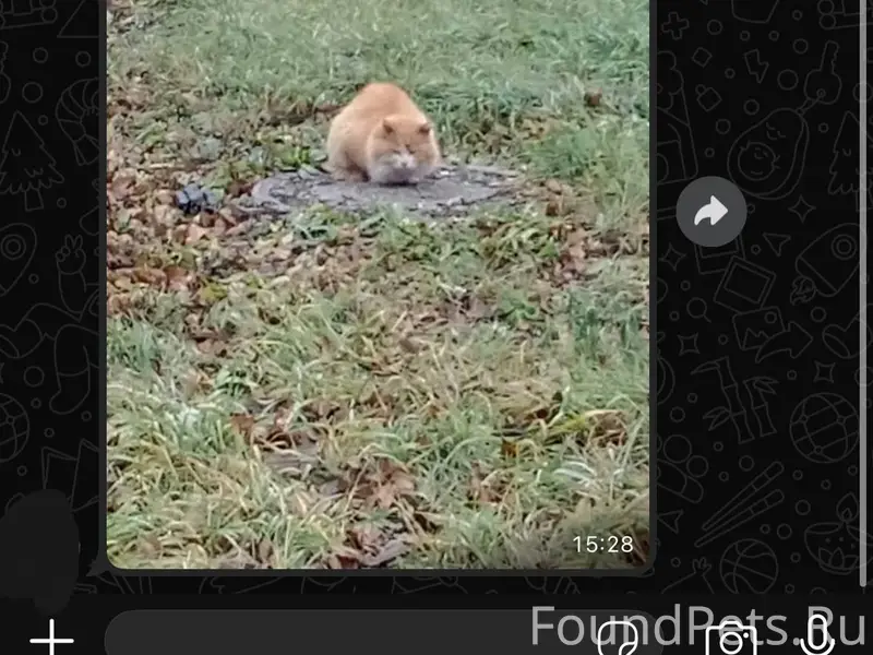 #НайденаКошка@poterashkamag На...
