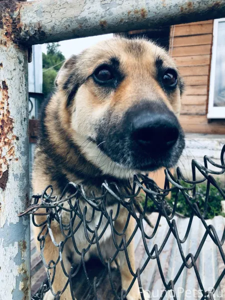 Потерялся пёс в районе Вильвен...