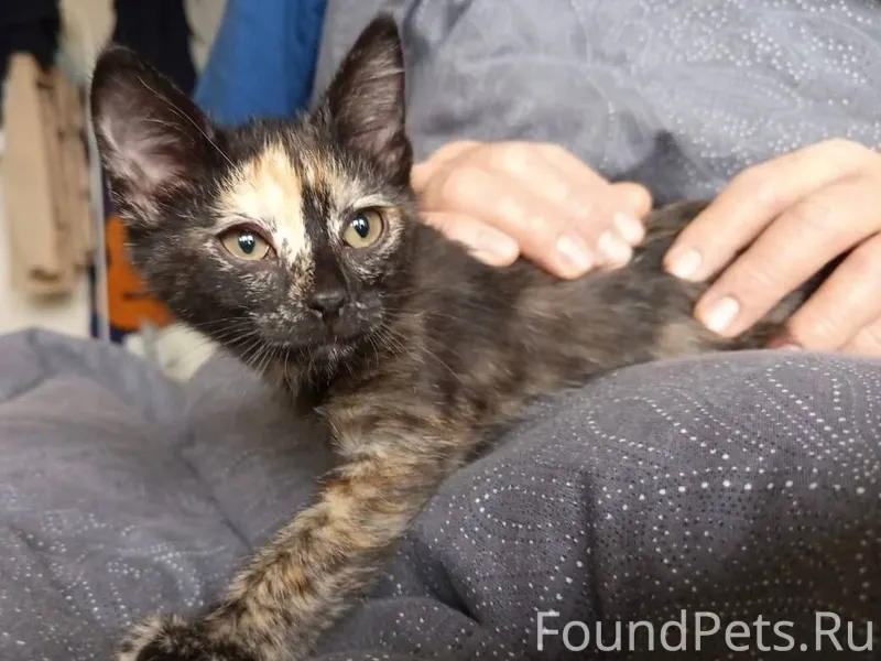 🆘ИЩЕТ ДОМ КОТЕНОК🆘 Малышка был...