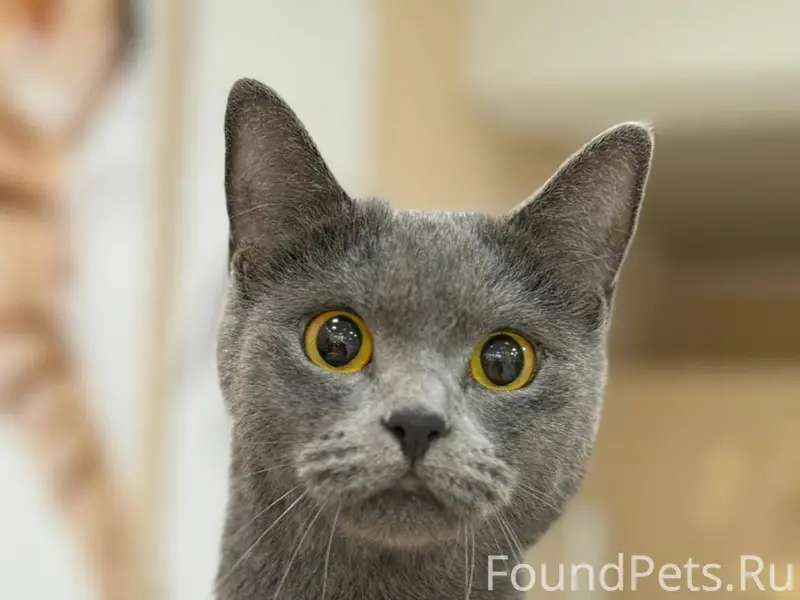 Найдена кошка Коломна и район!...