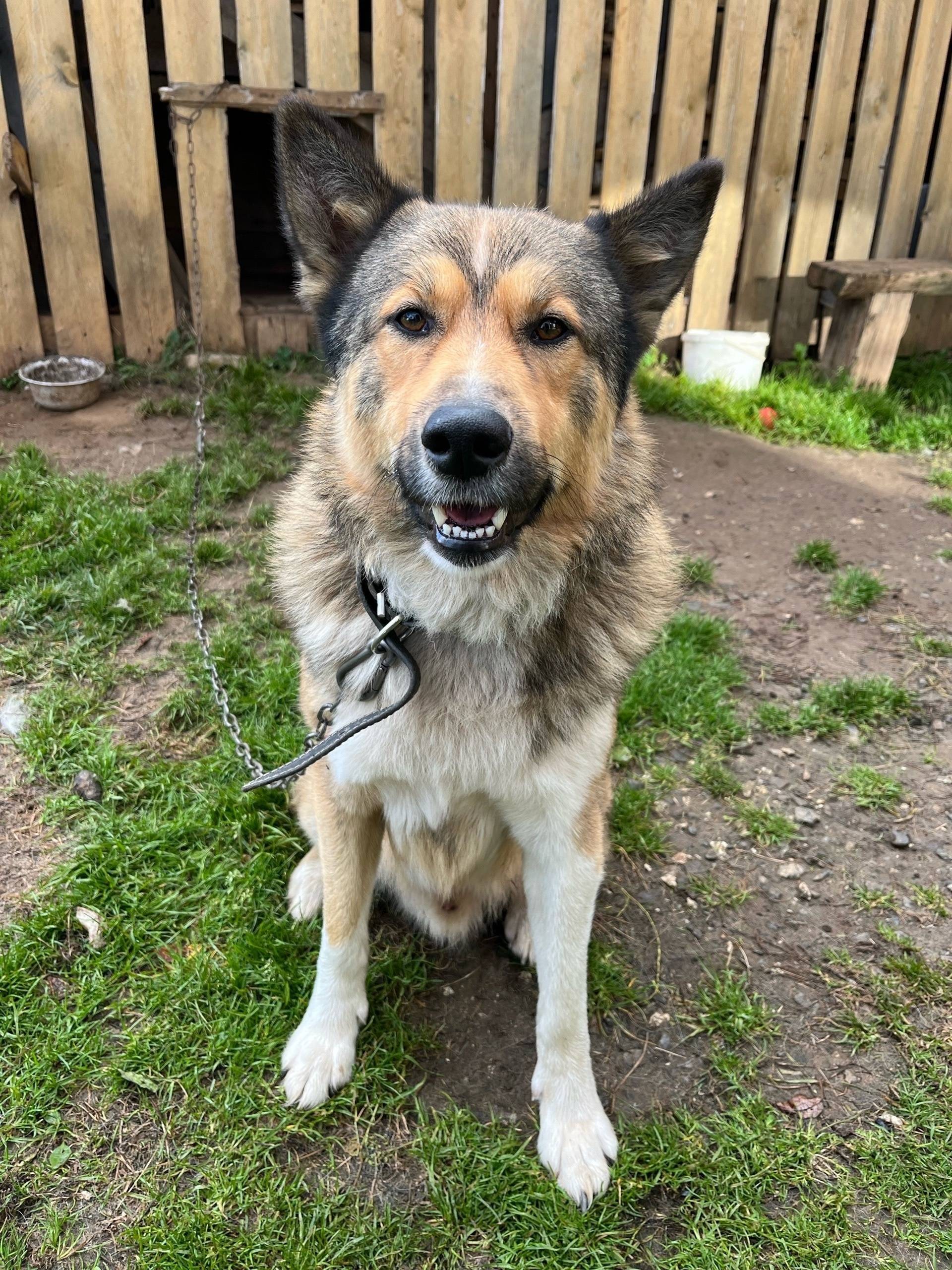 🆘🆘🆘Потерялся пес. Может кто ни...