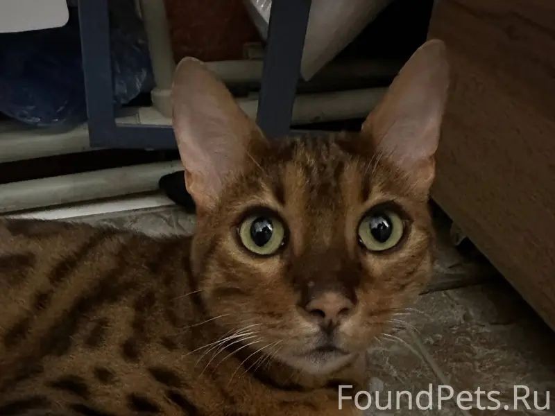 Найден кот, предположительно Б...