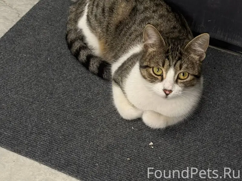Добрый вечер! Найдена кошка в ...