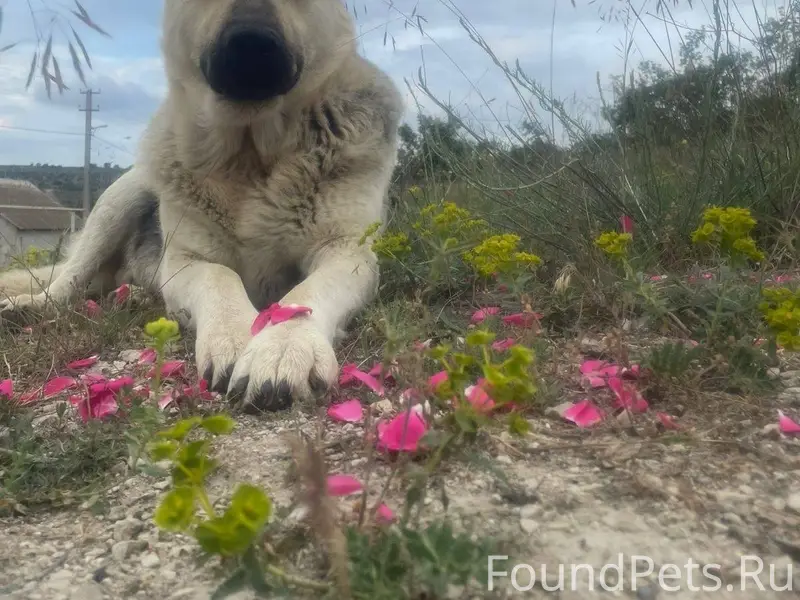 Пропал пёс по кличке Граф. Оче...