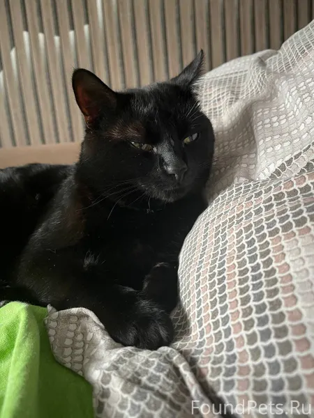 Пропал кот в районе свободы, 3...