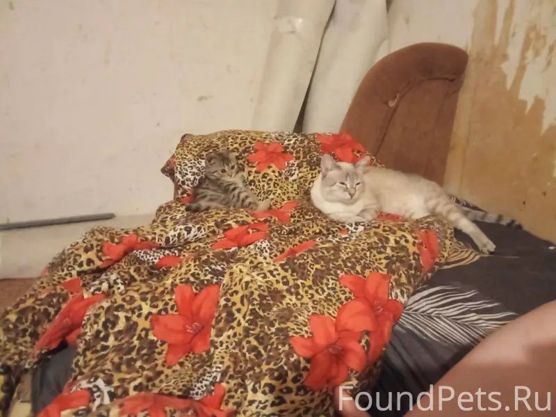 Пропал кот завут Вася на 5...