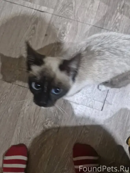 Пр-д монтажников 3 найден котё...