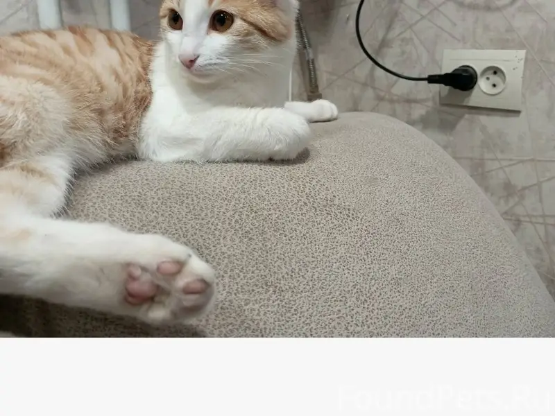 Пропал котенок, угол ул. Ленин...