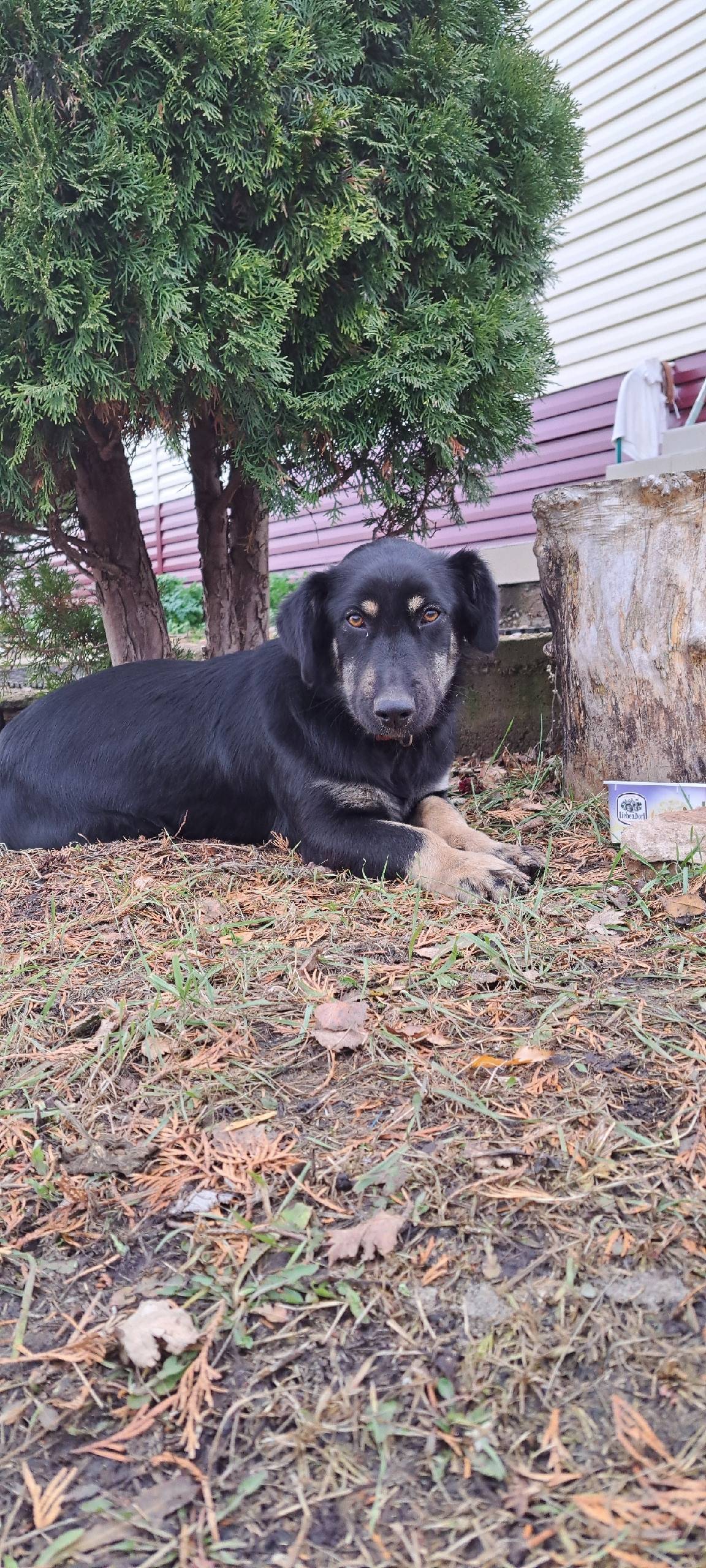 Пропала собака. В Александровк...