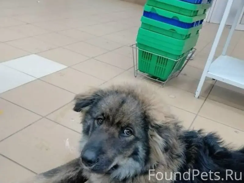 В Уфе замечена собака, возможн...