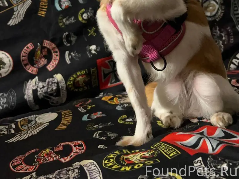 Потеряли собаку, в районе боль...