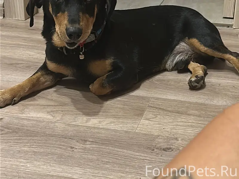 Пропал пес , по кличке Рич Нов...