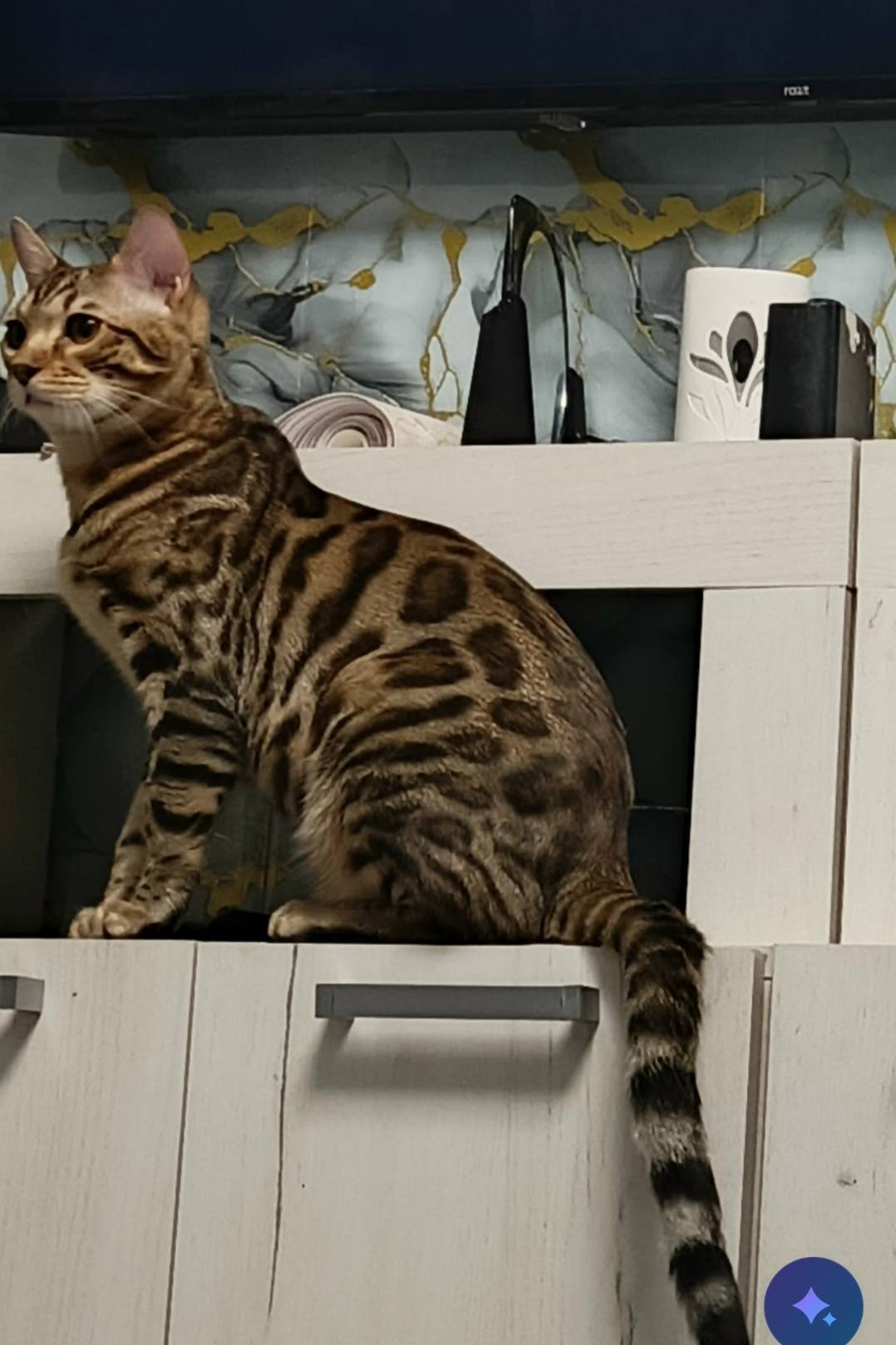 Пропал кот Бенгал мальчик.Ново...