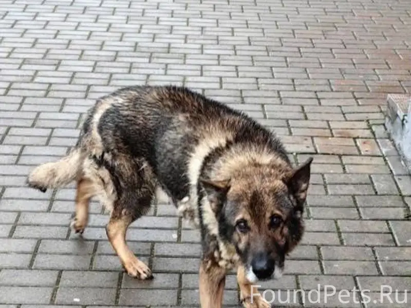 ГОМЕЛЬ!!! Чья потеряшка замече...