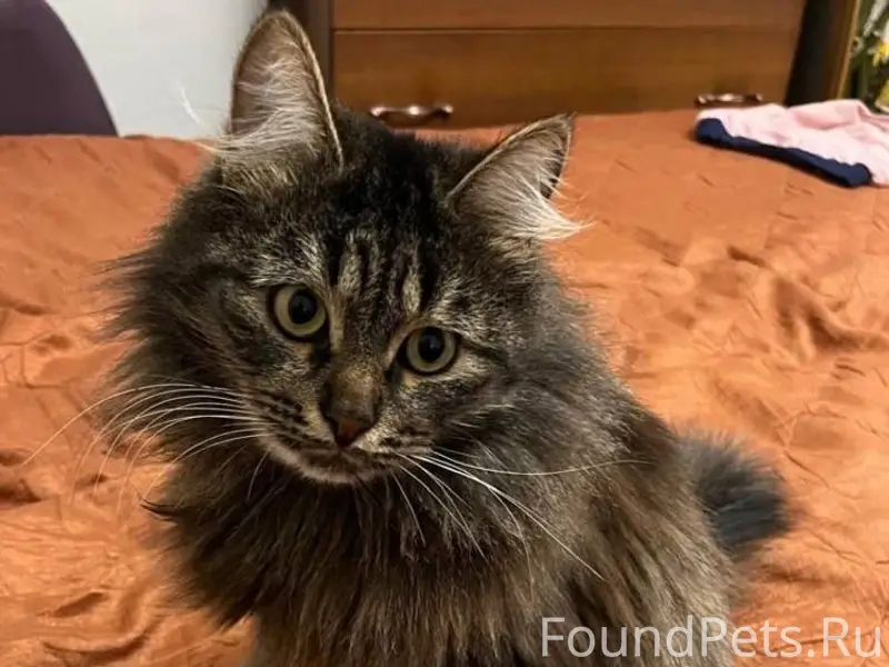 Пропал домашний кот. В Советск...