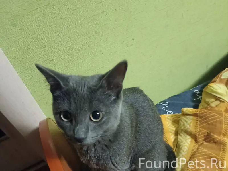 Найден котёнок, подросток, зуб...