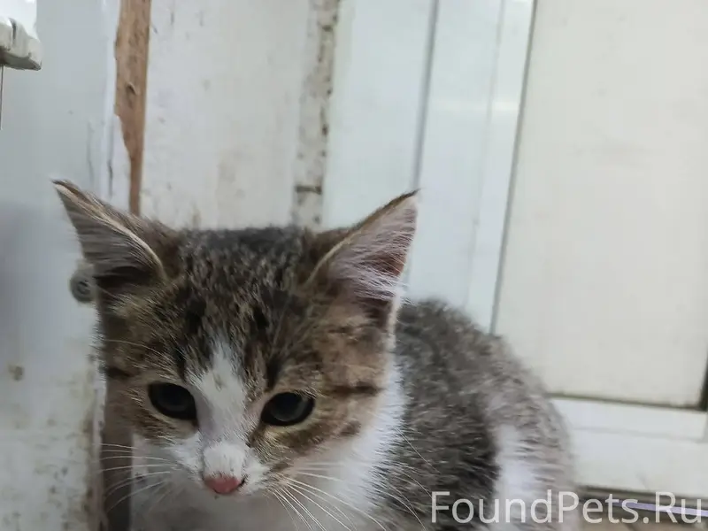 Найден котёнок в р-не Жëлтого....