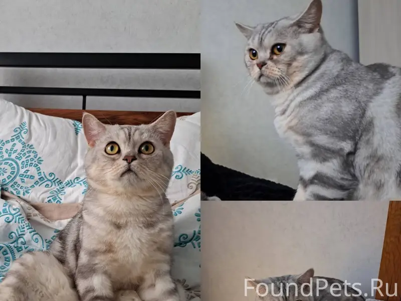 Добрый день!Пропал кот в район...