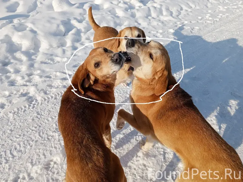 Потерялись 2 собаки в районе Ш...