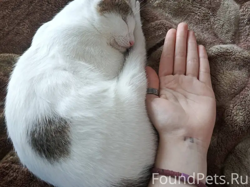 Пропала кошка трëхцветная Ëкиса