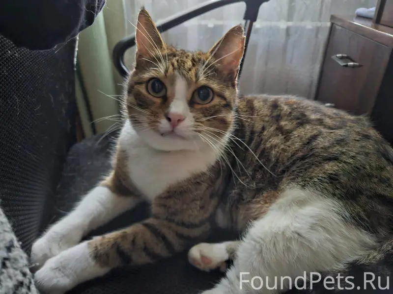 Пропал кот. Мытищи